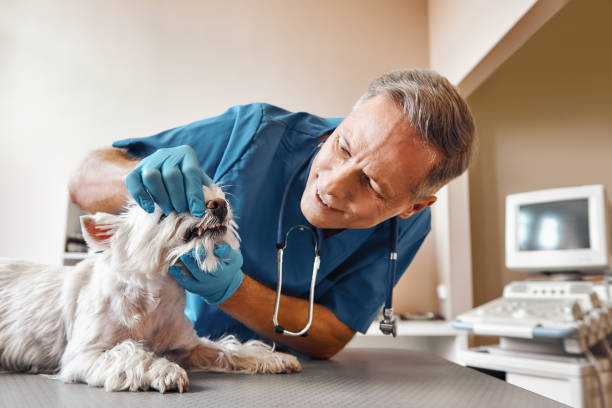 Best Weekend Emergency Dentist in Wren, AR